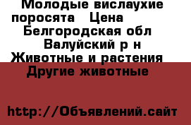 Молодые вислаухие поросята › Цена ­ 3 500 - Белгородская обл., Валуйский р-н Животные и растения » Другие животные   
